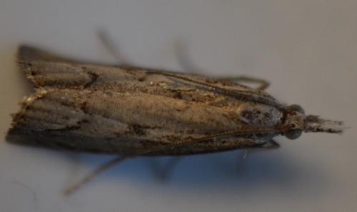 Agriphila geniculea